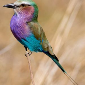 Pássaro Colorido na Natureza