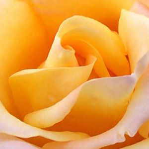 Linda Rosa Amarela