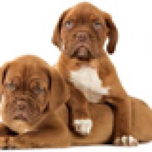 Filhotes de Boxer Adoráveis