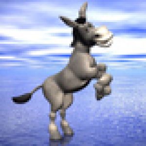 Burro Brincalhão na Água