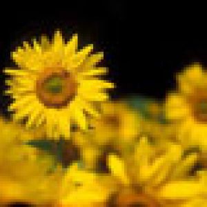 Girassóis Vibrantes em Flor