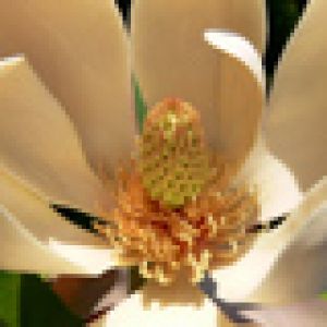 Linda Flor de Magnólia