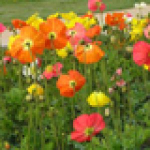 Campo de Flores Coloridas