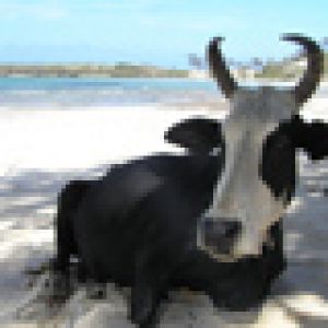 Vaca Relaxada na Praia