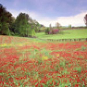 Paisagem de Campo de Flores Vibrantes