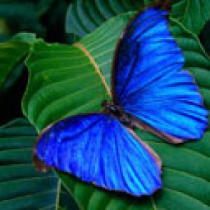 Borboleta Azul em Folha Verde