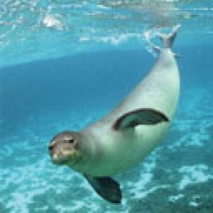 Foca Brincalhona Abaixo da Água