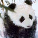 Panda Fofo na Neve