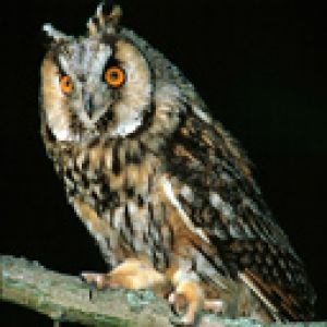 Coruja Majestosa na Noite