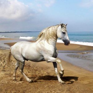 Cavalo Branco Majestoso na Praia