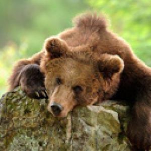 Urso Pardo Relaxado