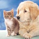 Filhote e Gatinho Fofo