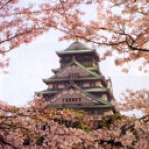 Castelo Japonês e Cerejeiras