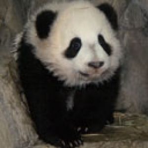 Papel de parede de panda fofo