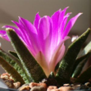 Flor de Cacto Rosa Vibrante