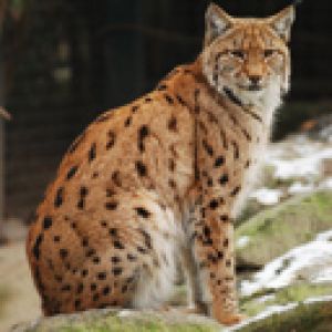Lince na Natureza