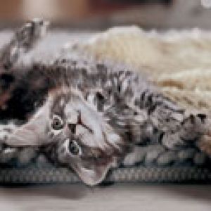 Gato Fofo Descansando