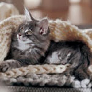 Gato Fofo Sob o Cobertor