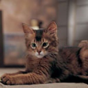 Gato Fofo