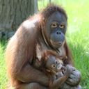 Mãe e filhote de orangotango