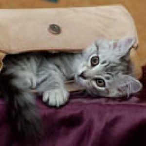 Gato Fofo na Bolsa