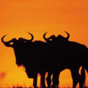 Silhuetas de gnus ao pôr do sol
