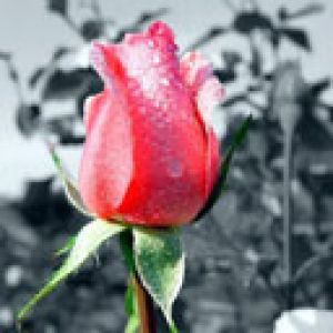Linda Rosa com Orvalho