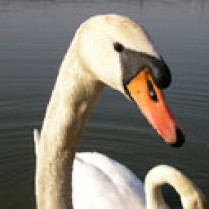 Cisne Elegante na Água