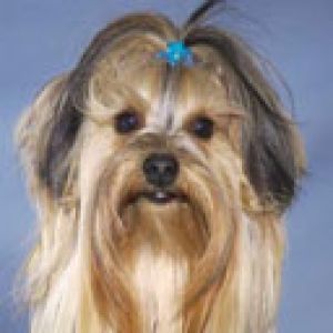 Yorkshire Terrier Fofo