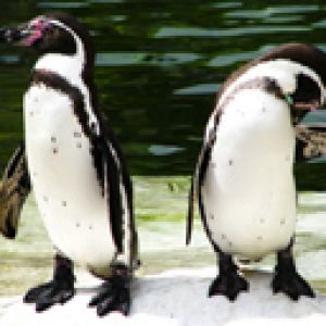 Pinguins Fofos