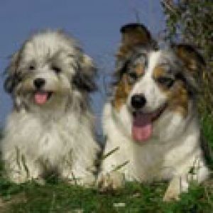 Cães Fofos Brincando