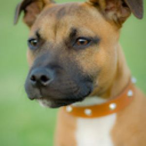 Retrato de cachorro fofo