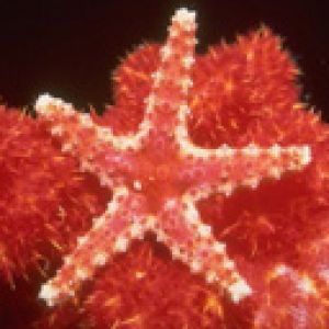 Estrela do Mar Vermelha Vibrante