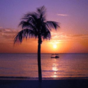 Pôr do Sol na Praia com Palmeira