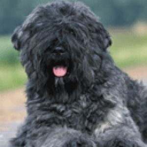 Cão Preto Fofo