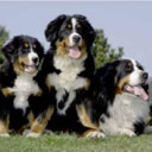 Cães de Montanha de Berna