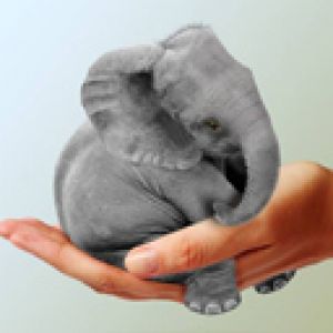 Elefante Fofo na Mão