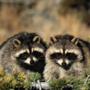 Guaxinins Adoráveis na Natureza