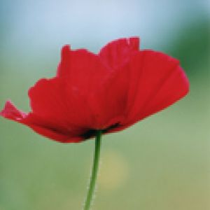 Flor de Papoula Vermelha