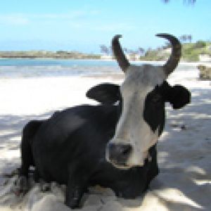 Vaca na Praia