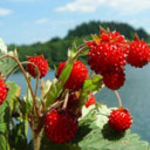 Frutas Vermelhas Frescas