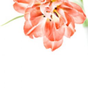 Linda Flor de Tulipa Rosa