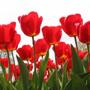 Tulipas Vermelhas Vibrantes