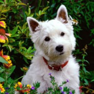 Cachorro Branco Fofo entre Flores