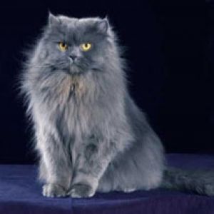 Gato Cinza Peludo