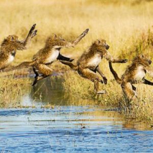 Babuínos Pulando sobre a Água