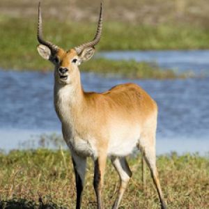 Antílope Majestoso na Natureza