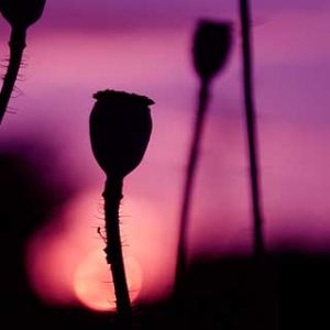 Flores Silhuetadas ao Pôr do Sol