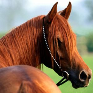Belo Cavalo Castanho
