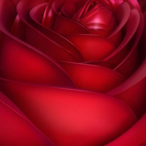 Linda Rosa Vermelha